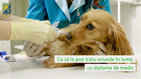 medicină veterinară varicoasă